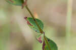 Fringed meadowbeauty